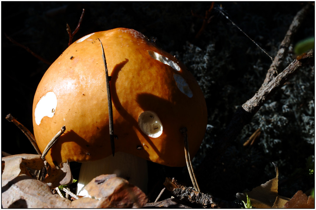 Hapero-2.jpg - 22.8. Elokuussa sieniä alkaa poksahdella maasta kuin taikaiskusta