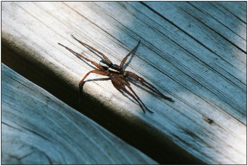 Rantahamahakki.jpg - 30.5. Rantahämähäkki nauttii päivänpaisteessa laiturilla