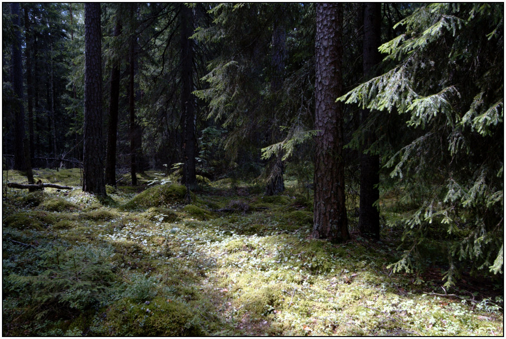 Metsa.jpg - Metsä