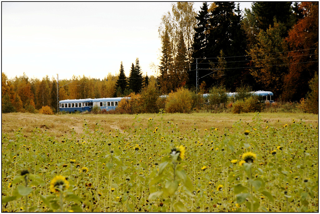 Lapila.jpg - Museokiskoautojuna Keravan peltojen keskellä matkalla kohti Nikkilää.